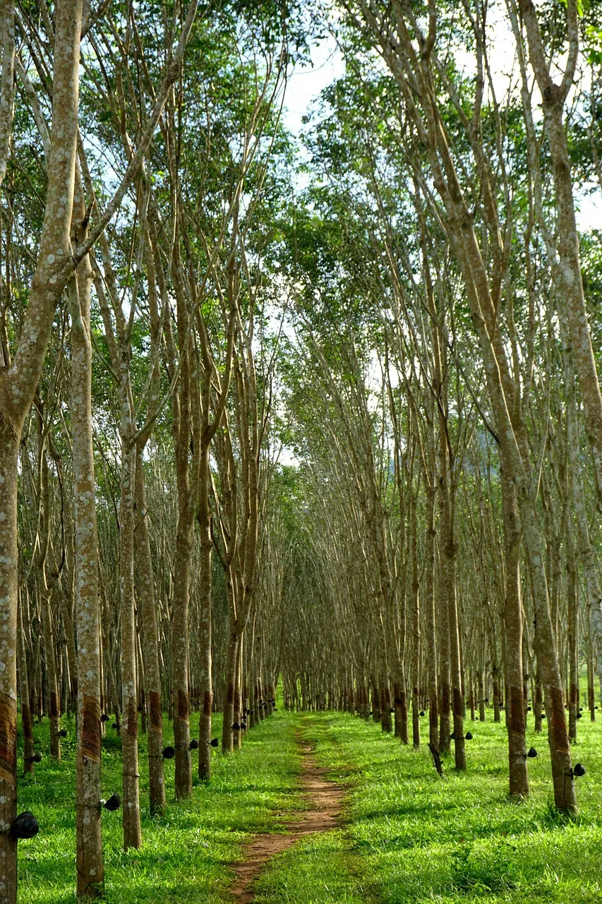 Natural rubber trees thriving in a Southeast Asian plantation - foursummers, Pixabay