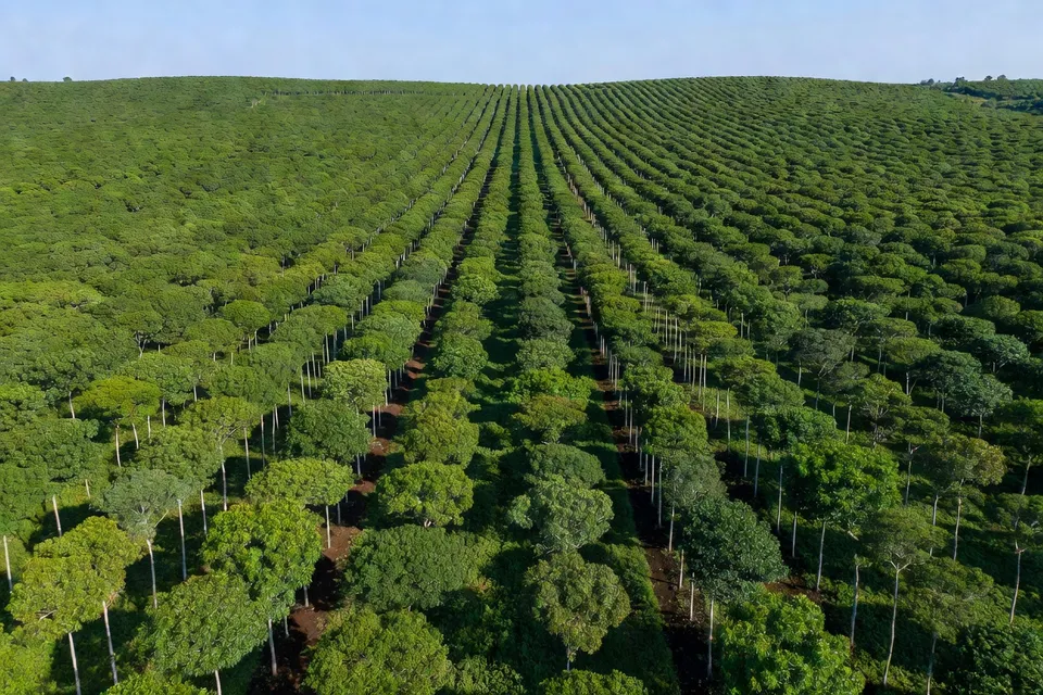 Plantation de caoutchouc naturel sans déforestation - plascentral.com