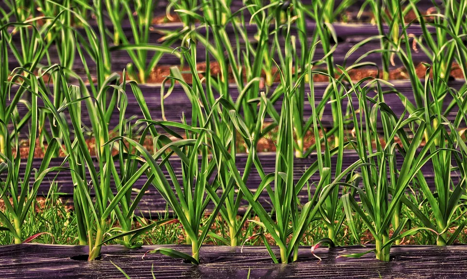 Film de paillage biodégradable posé sur des rangées de cultures dans un champ - anaterate, Pixabay