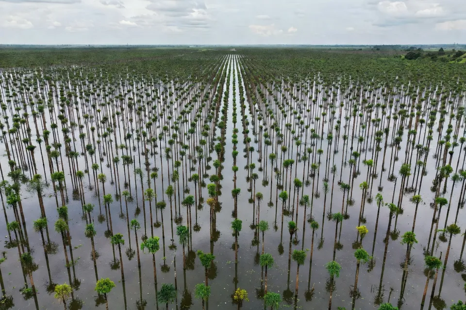 Flooded rubber trees in eastern Thailand plantations - plascentral.com