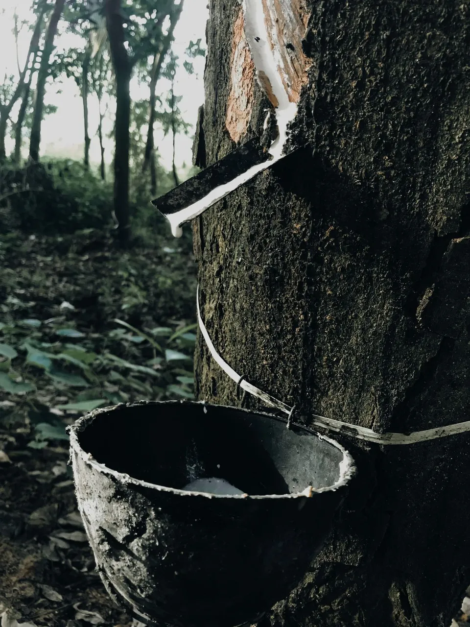 Worker tapping rubber tree for latex collection - Pexels
