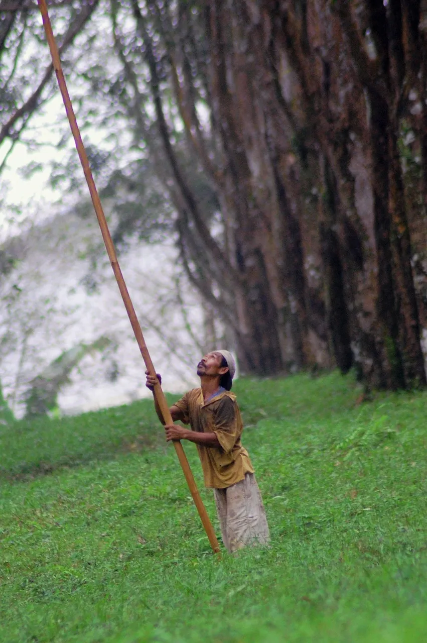 Worker collecting latex from rubber trees in plantation - devanocturno, Pixabay